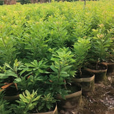 Planta Wusu Myrica Rubra injertada